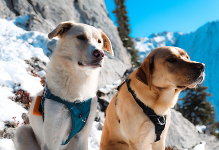 A pair of dogs standing watch atop a mountain in the winter.