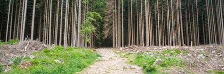 Forest in the Harz in Germany, bork beetle has damaged the trees, environmental issues, climate...