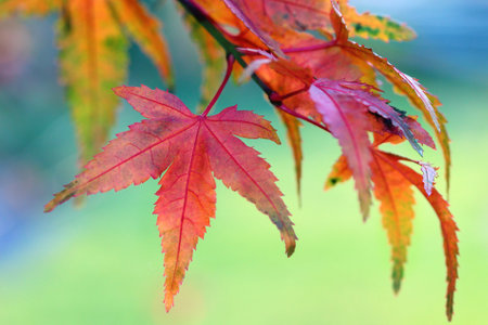 A closeup shot of beautiful  autumnleaves under the sunlight