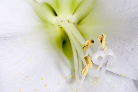 A closeup of the stamen of a white lily under the sunlightの写真素材