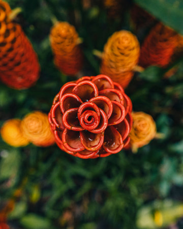 A closeup of zingiber spectabile plant in a gardenの写真素材