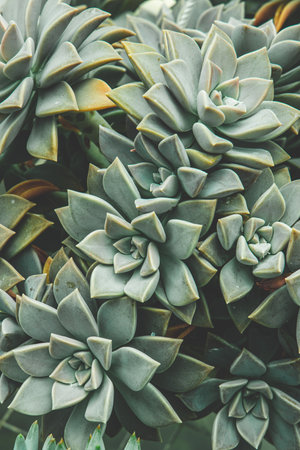 A closeup of potted succulents in the greenhouse