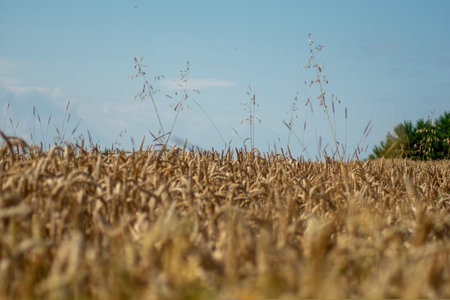 A shallow focus of wheat in a field on a clear blue sky backgroundの写真素材