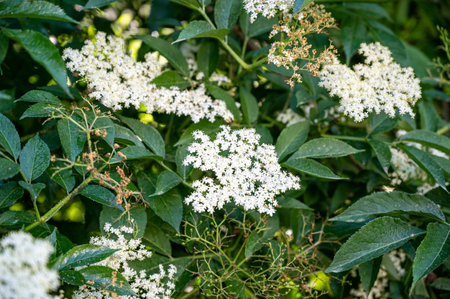 A closeup shot of growing black elderberry flowers