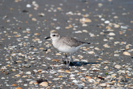 A beautiful shot of a seabird wading on a rocky beach with shellsの写真素材