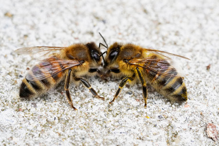 A closeup shot of two bees on a concrete surface