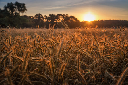 A sunrise over a field during the harvest time
