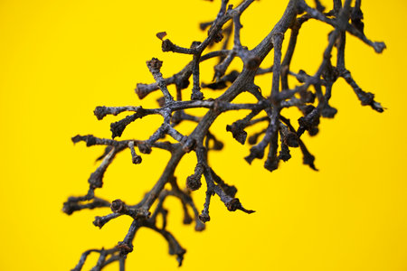 A photo of dried up stalks of grapes without fruit with bright yellow backgroundの写真素材