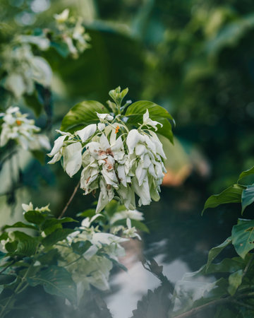 A selective of white mussaenda flowersの写真素材