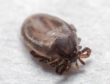 A macro shot of a hard-bodied tick on a white surface