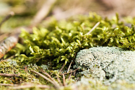 A closeup shot of mossy tree trunkの写真素材