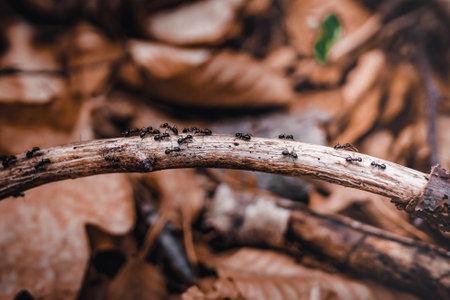 A closeup shot of ants crawling on a fallen tree branchの写真素材