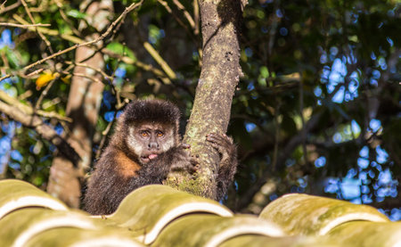 A lovely cute funny Capuchin monkey on a tree in the forest on a sunny day