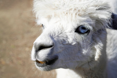 A portrait of an alpaca with white fur and blue eyesの写真素材