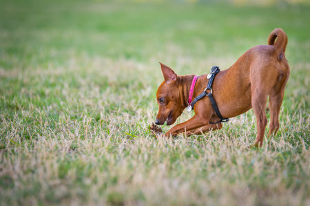A small brown dog playing with leaves on the green and yellow grass in the parkの写真素材