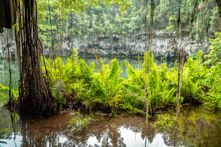 A beautiful shot of a swamp and a river surrounded by plants in the jungle.の写真素材