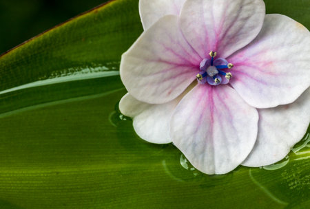 A phlox paniculata flower head on wet green leafの写真素材
