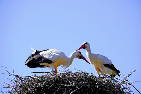 The pair of storks in a nest on blue sky background