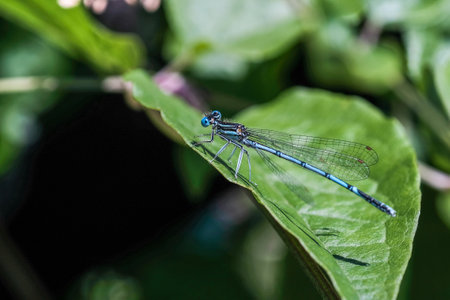 A closeup of a blue insect dragonfly on a big green leaf with a blurred background