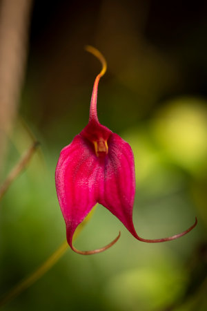 A closeup shot of beautiful flowersの写真素材