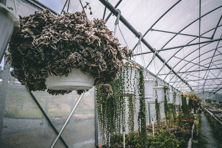 A closeup of hanging plants and succulents in the greenhouseの写真素材