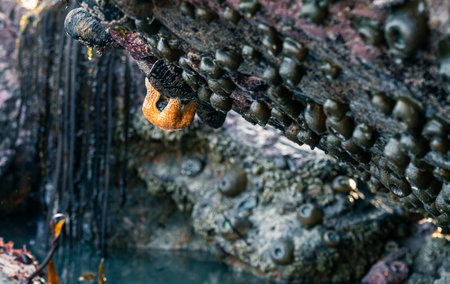 A closeup of a starfish eating a fungi on a rock in Bodega Bay California