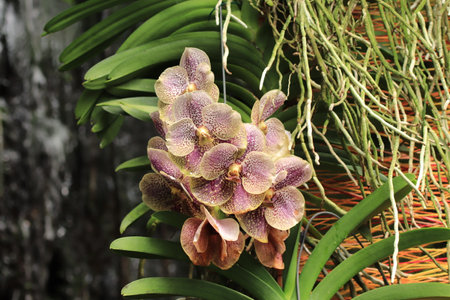 A closeup shot of beautiful orchids