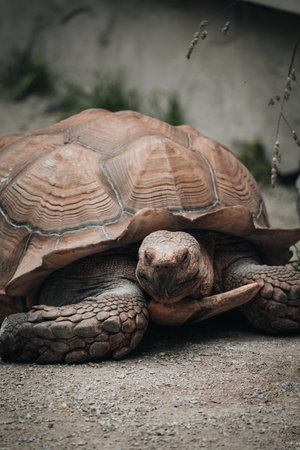 A vertical shot of a big brown Turtleの写真素材