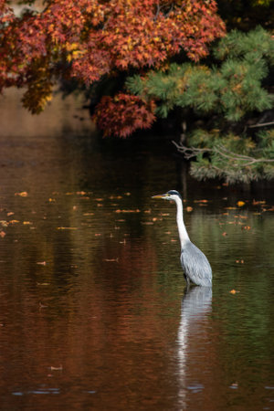 Shallow focus of a gray heron on a green blurred backgroundの写真素材