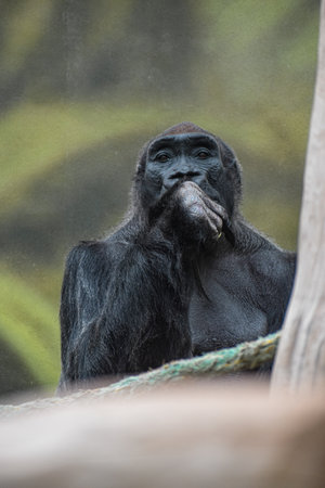 A vertical shot of a monkey in its habitat in the zoo in Kralove, Czech Republicの写真素材