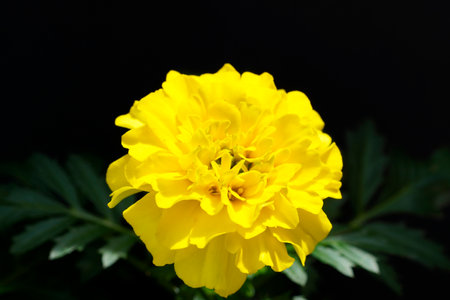A closeup shot of a marigold flower isolated on a dark backgroundの写真素材