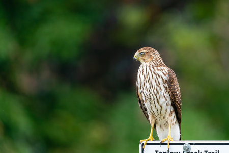 A closeup shot of an eagleの写真素材