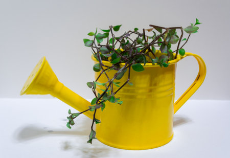 A plant in a yellow watering can flowerpot isolated on a white backgroundの写真素材