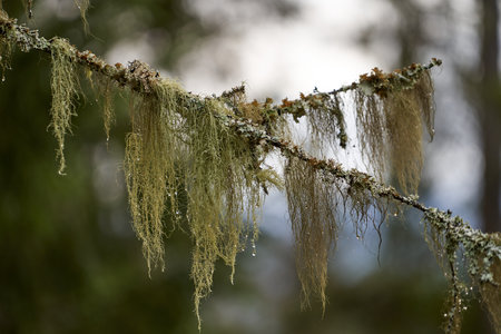 A closeup shot of frozen tree branchesの写真素材
