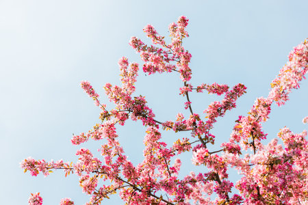 A low angle of Cherry blossom leaves against a light sunny sky in the background
