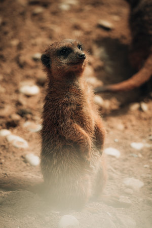 A vertical shot of a Meerkat on a blurred backgroundの写真素材
