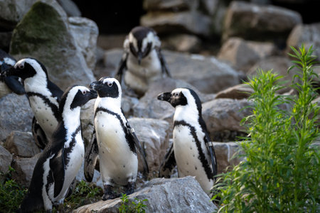 A group of African penguins on the big pieces of rocksの写真素材