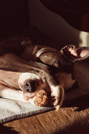 A closeup of a cute American Staffordshire terrier lying on the groundの写真素材