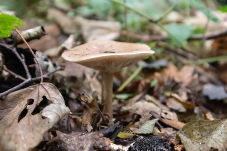 A closeup shot of a wild mushroom in the wild forest