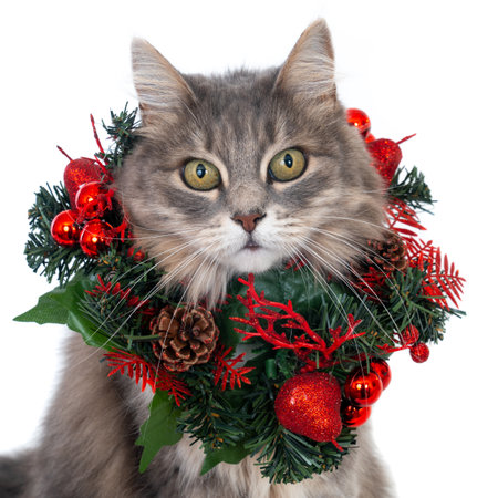 A portrait of a grey cat with Christmas wreath looking at the camera isolated on a white backgroundの写真素材
