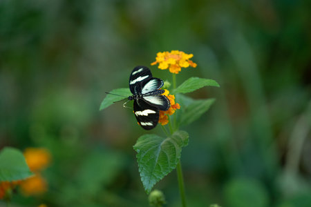 A closeup shot of a butterfly on a flower