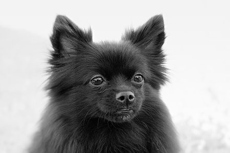 A portrait of a black Pomeranian Toy dogの写真素材