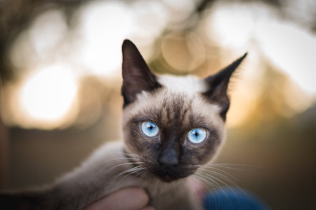A selective focus shot of Siamese cat against a bokeh nature backgroundの写真素材