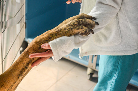 A close-up shot of a dog holding the hand of a person in a hospitalの写真素材