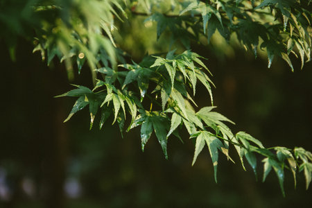A closeup of the green leaves of Japanese maple treeの写真素材