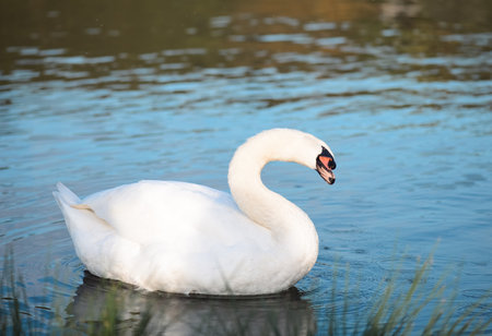 A shot of the mute swan (Cygnus olor) swimming in the lake under the sunlight