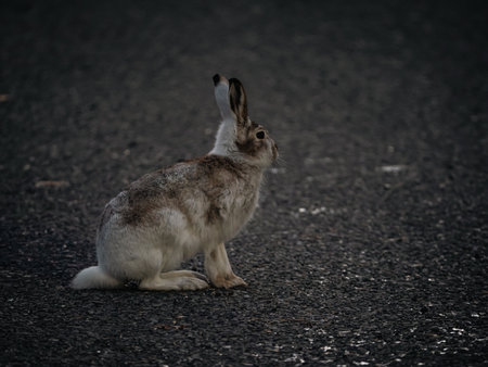 A close-up shot of a lonely rabbit on the street.の写真素材