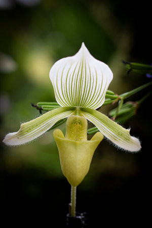 A closeup shot of beautiful flowersの写真素材
