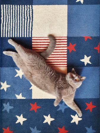 An overhead shot of a playful shorthair cat lying on a colorful carpetの写真素材