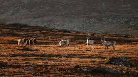 A group of wild deer and elks grazing on a field in Stuggudalen in the Sylan mountains, Norwayの写真素材